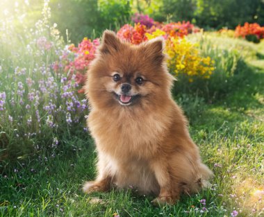 Genç Pomeranian doğanın önünde