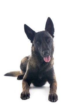 Beyaz arka planda Belçikalı çoban