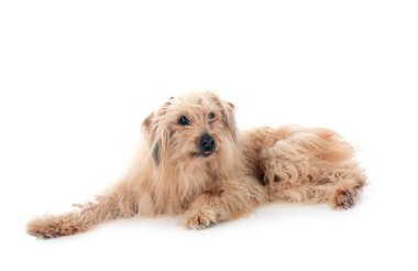 Beyaz arkaplan önünde Pyrenean Çoban Köpeği