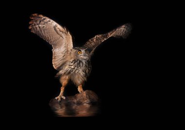 Avrasya kartal baykuşu doğanın önünde