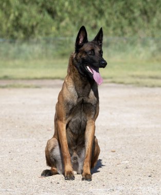 Genç Belçikalı çoban köpeği doğada güvenlik eğitimi alıyor.