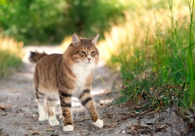 Doğanın önünde Kurilian Kış Kuyruğu