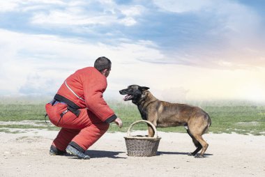 Genç Belçikalı çoban köpeği doğada güvenlik eğitimi alıyor.