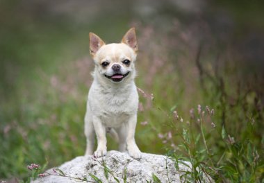 Küçük chihuahua doğada özgürce dolaşıyor.