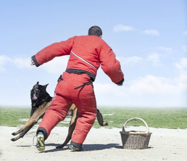 Genç Belçikalı çoban köpeği doğada güvenlik eğitimi alıyor.