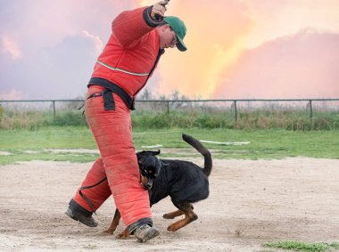 Genç Rottweiler koruma sporu ve polis eğitimi alıyor.