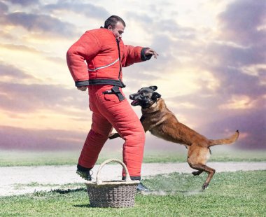Genç Belçikalı çoban köpeği doğada güvenlik eğitimi alıyor.