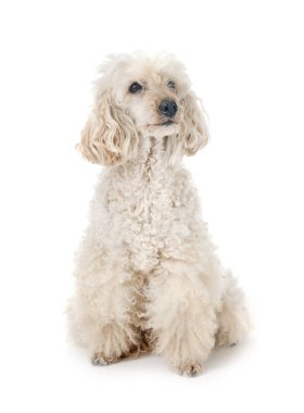 Beyaz arka planda beyaz bir kaniş