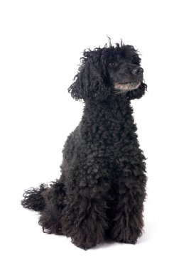 Beyaz arka planda siyah kaniş