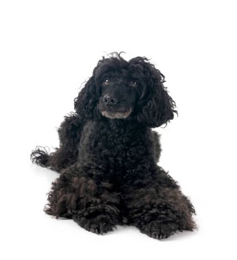 Beyaz arka planda siyah kaniş