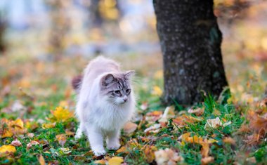 doğada mavi gözlü genç birman kedisi