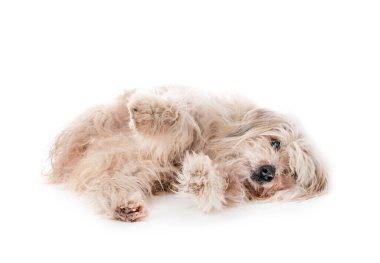 Beyaz arkaplan önünde Pyrenean Çoban Köpeği