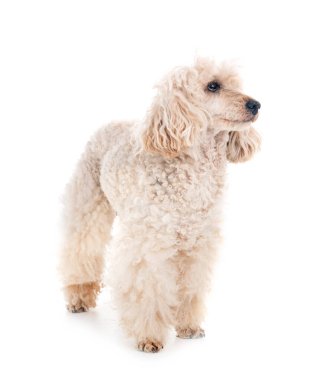 Beyaz arka planda beyaz bir kaniş