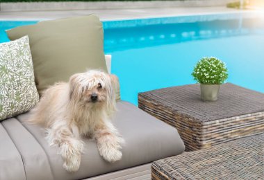 Doğanın önündeki Pyrenean Çoban Köpeği