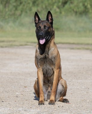Genç Belçikalı çoban köpeği doğada güvenlik eğitimi alıyor.