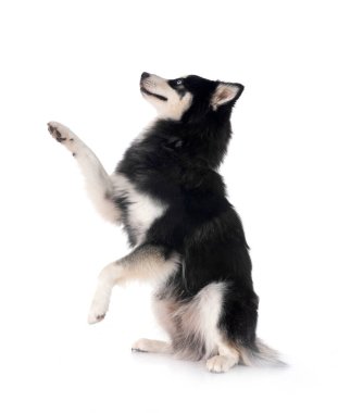 Beyaz arkaplan önünde bir pomsky resmi