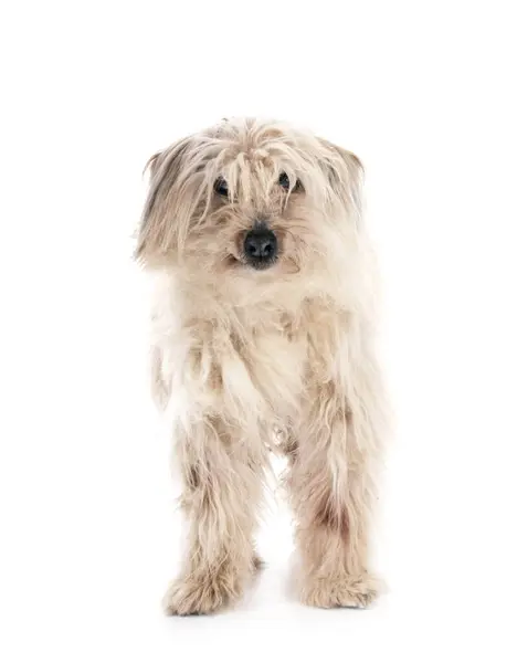 Stock image Pyrenean Sheepdog in front of white background