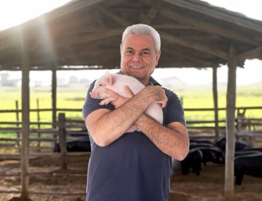 Pembe genç domuz ve adam tarlaların ve çiftliğin önünde