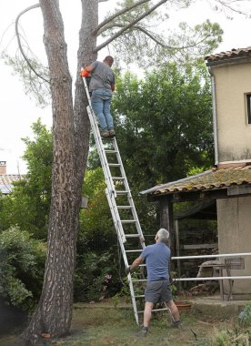 Ağaç kesmek için merdivendeki oduncu.