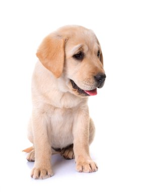 Beyaz arka planda köpek yavrusu Labrador Retriever