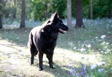 Siyah Alman çoban köpeği doğada koşuyor.