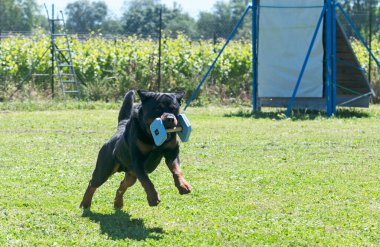 Bir Rottweiler ile itaat disiplini için köpek eğitimi.