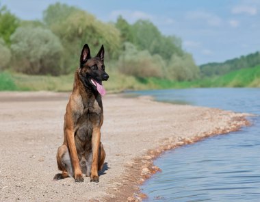 Genç Belçikalı çoban köpeği doğada güvenlik eğitimi alıyor.