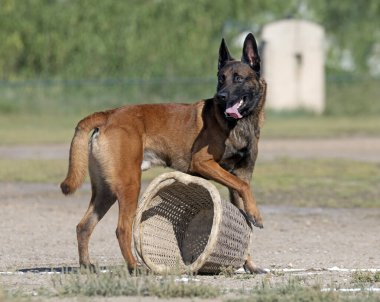 Genç Belçikalı çoban köpeği doğada güvenlik eğitimi alıyor.