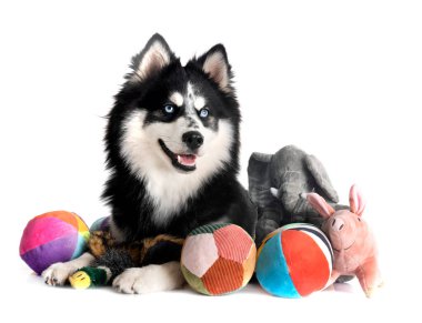 Beyaz arkaplan önünde bir pomsky resmi