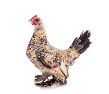 Kovulmuş Bantam, beyaz arka planda tavuk