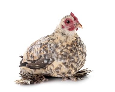 Kovulmuş Bantam, beyaz arka planda tavuk