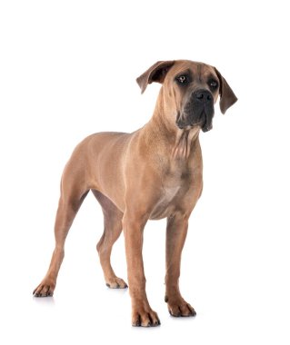 Beyaz arka planda köpek yavrusu İtalyan mastifi.