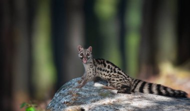 Beyaz arkaplan önünde ortak genet