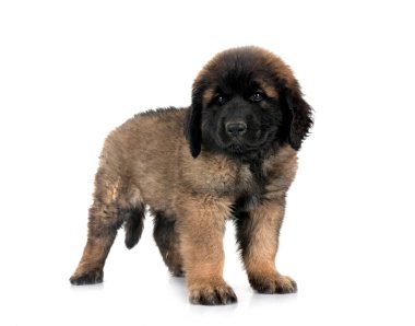 Beyaz arka planda köpek yavrusu Leonberger