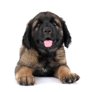 Beyaz arka planda köpek yavrusu Leonberger