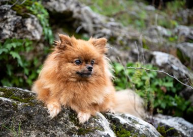 Pomeranian 'ın sonbaharda doğadaki resmi.