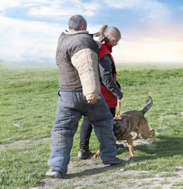 Genç Belçikalı çoban köpeği doğada güvenlik eğitimi alıyor.