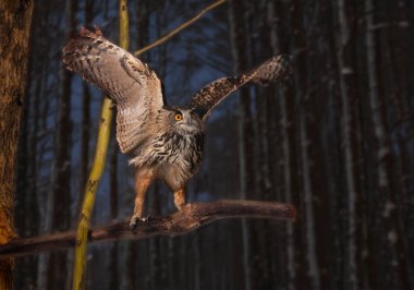 Avrasya kartal baykuşu doğanın önünde