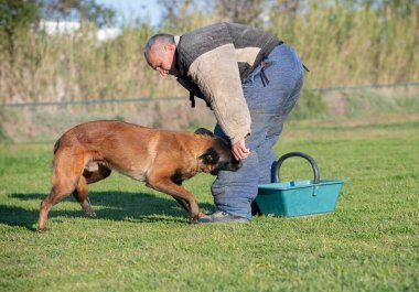 Genç Belçikalı çoban köpeği doğada güvenlik eğitimi alıyor.