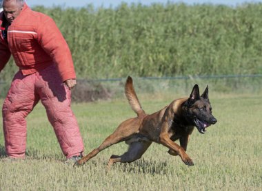 Genç Belçikalı çoban köpeği doğada güvenlik eğitimi alıyor.