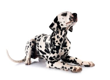 Yavru Dalmaçyalı beyaz arkaplan önünde