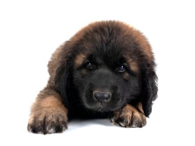 Beyaz arka planda köpek yavrusu Leonberger