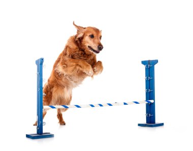 Golden retriever beyaz arkaplanın önünde