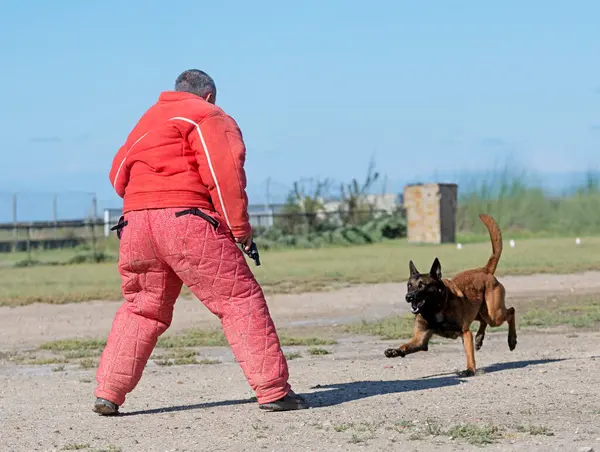 Genç Belçikalı çoban köpeği doğada güvenlik eğitimi alıyor.