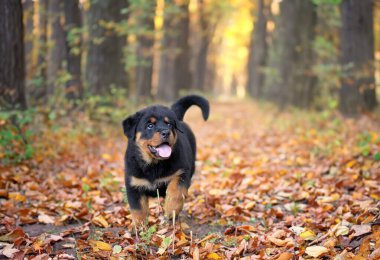Yavru Rottweiler yazın doğada koşuyor.