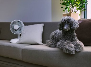 Bahçe arka planında siyah kaniş