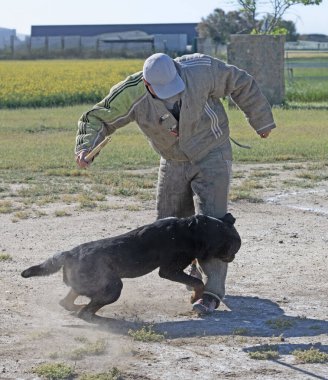 Genç Rottweiler koruma sporu ve polis eğitimi alıyor.