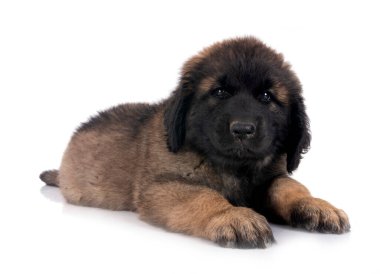 Beyaz arka planda köpek yavrusu Leonberger