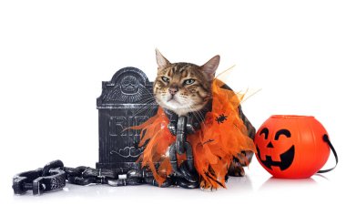 Bengal kedisi beyaz arka planda