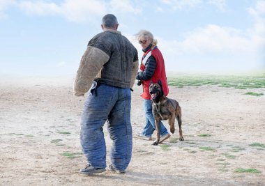 Genç Belçikalı çoban köpeği doğada güvenlik eğitimi alıyor.